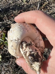 Agaricus bernardii