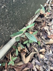 Trachelospermum