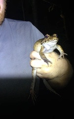 Leptodactylus savagei