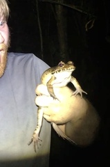 Leptodactylus savagei