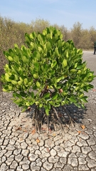 Rhizophora mucronata