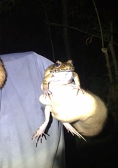 Leptodactylus savagei