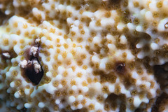 Montipora