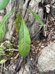 Pittosporum pentandrum