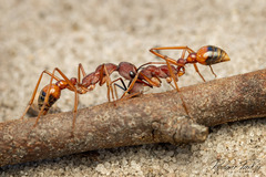 Myrmecia nigriscapa
