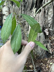 Pittosporum pentandrum