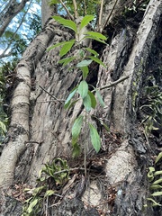 Pittosporum pentandrum