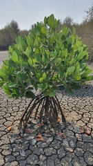 Rhizophora mucronata