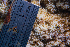 Montipora