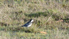 Motacilla alba yarrellii