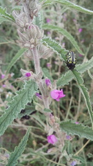Calligrapha mexicana