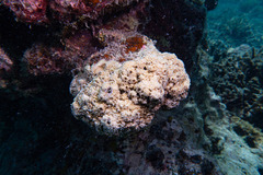 Montipora