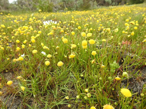 Image of Cotula filifolia by (c) Paul Emms, some rights reserved (CC BY-SA)