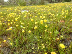 Cotula filifolia