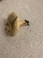Lactarius pubescens