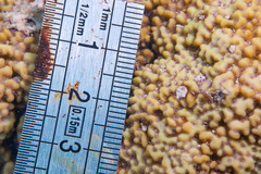 Montipora