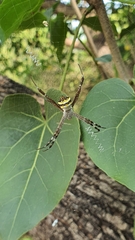 Argiope anasuja