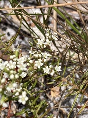 Platysace ericoides
