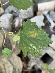 Ampelopsis glandulosa hancei