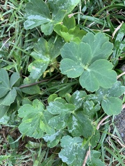 Peucedanum japonicum