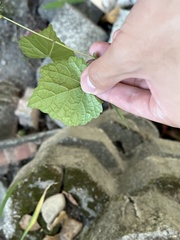 Ampelopsis glandulosa hancei