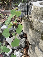 Ampelopsis glandulosa hancei