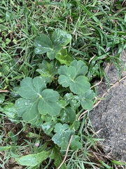 Peucedanum japonicum