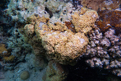 Montipora