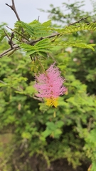 Dichrostachys cinerea