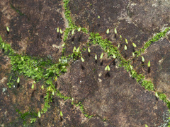 Schizymenium bryoides