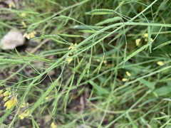 Brassica fruticulosa