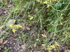 Brassica fruticulosa