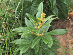 Searsia discolor