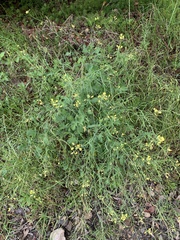 Brassica fruticulosa