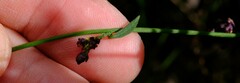 Comesperma volubile