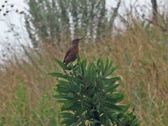 Monticola rupestris