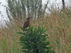 Monticola rupestris