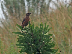 Monticola rupestris