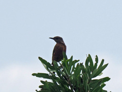 Monticola rupestris