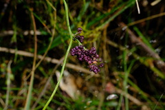 Comesperma volubile