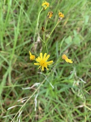 Senecio madagascariensis