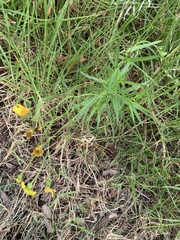 Senecio madagascariensis