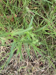 Senecio madagascariensis