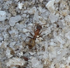 Dorymyrmex bureni