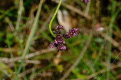 Comesperma volubile