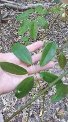 Cissus hypoglauca