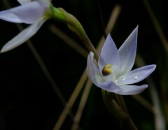 Thelymitra pallidiflora