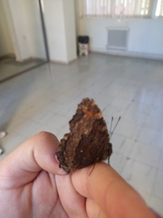 Nymphalis polychloros