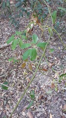 Cissus hypoglauca