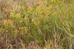 Crassula tetragona